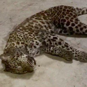 a-leopard-is-loose-in-one-of-chinas-biggest-cities